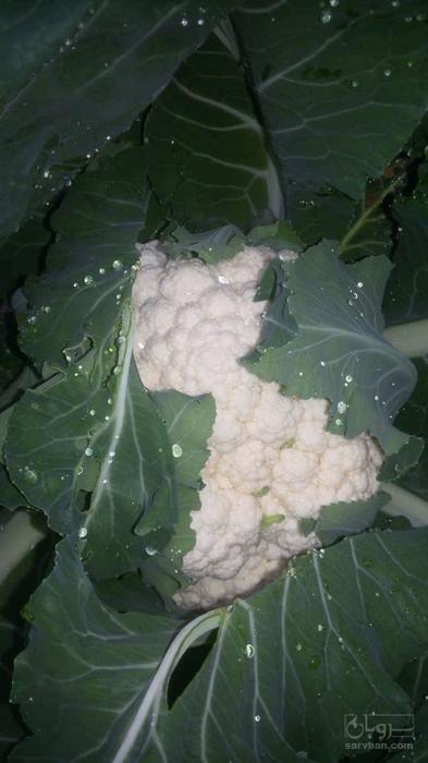 خرید گل کلم