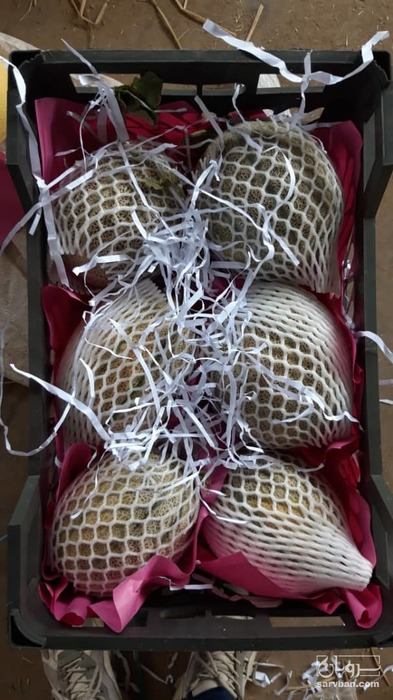 فروش خربزه جانا