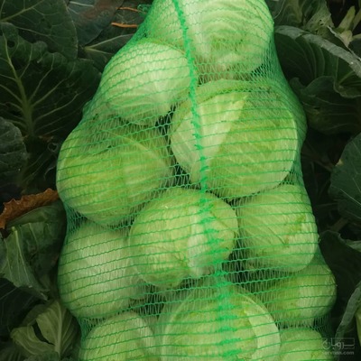 فروش کلم سفید و قرمز