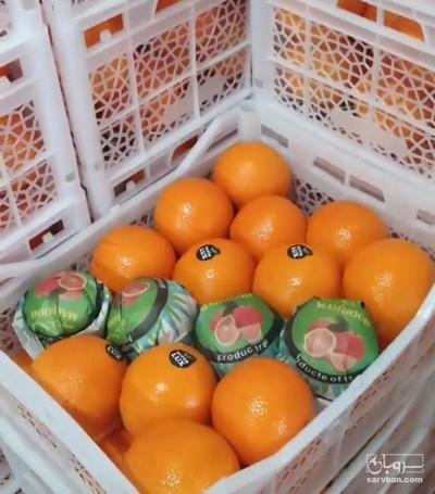فروش پرتقال تامسون