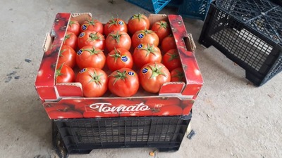 فروش گوجه فرنگی