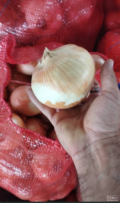 فروش پیاز کله طلایی