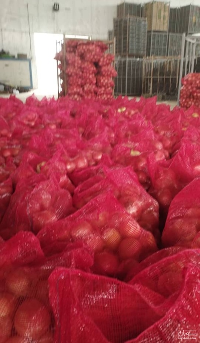 فروش پیاز پرتقالی