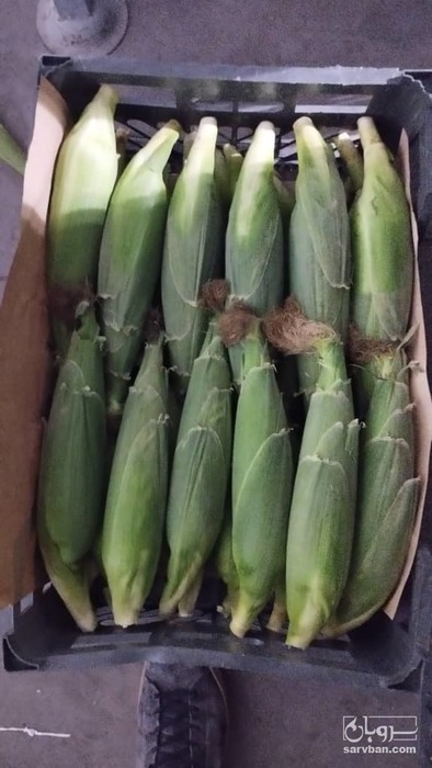 فروش ذرت مکزیکی (بلال)