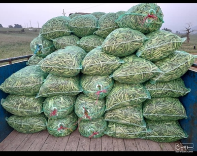 فروش نخود فرنگی