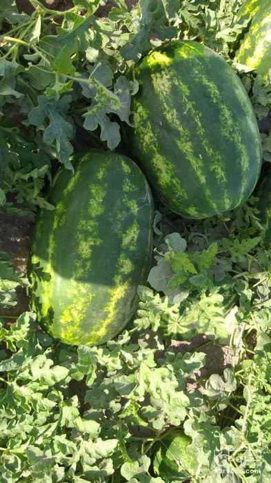 فروش هندوانه بیضی