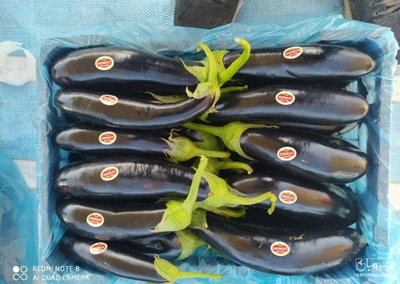 فروش بادمجان