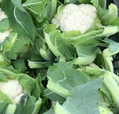 فروش گل کلم