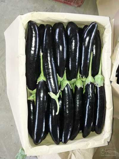 فروش بادمجان