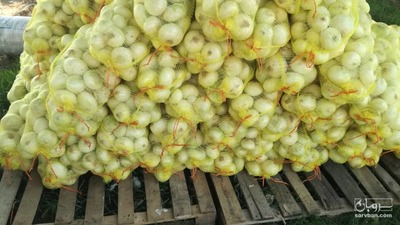 فروش پیاز سفید