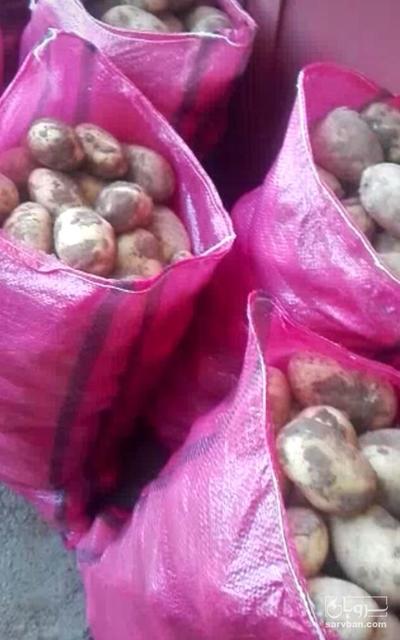 فروش سیب زمینی اگریا