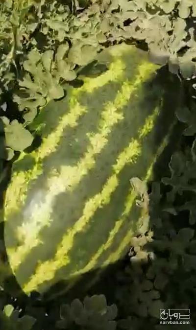 فروش هندوانه بیضی