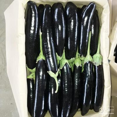 فروش بادمجان