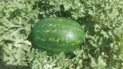 فروش هندوانه بیضی B32 درجه یک