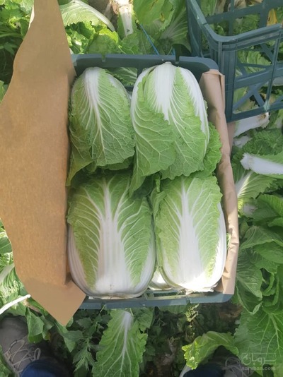 فروش کاهو رسمی (رومانی)