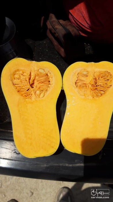 فروش کدوحلوایی