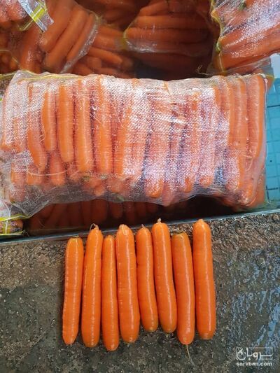 فروش هویج صادراتی