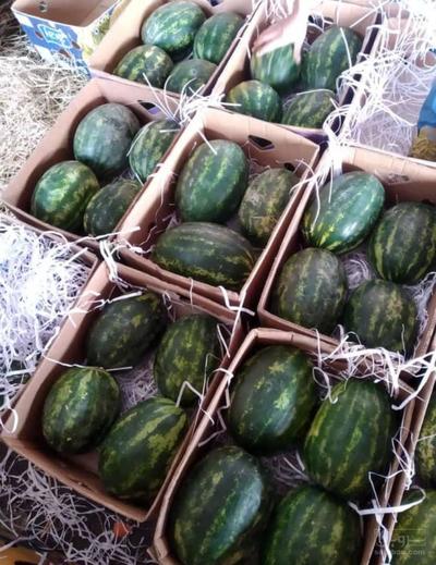 فروش هندوانه