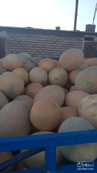 فروش طالبی اتشی