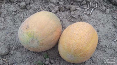 فروش طالبی اتشی 2