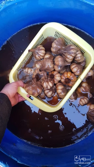 فروش سیر ترشی