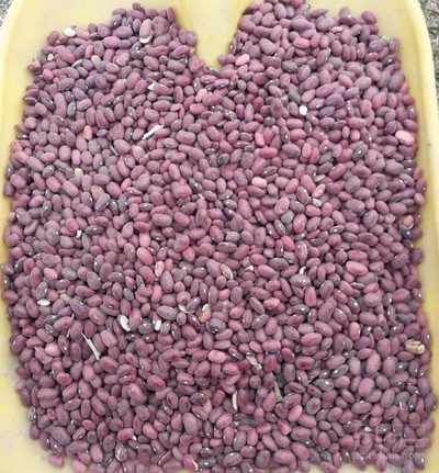 فروش لوبیا قرمز