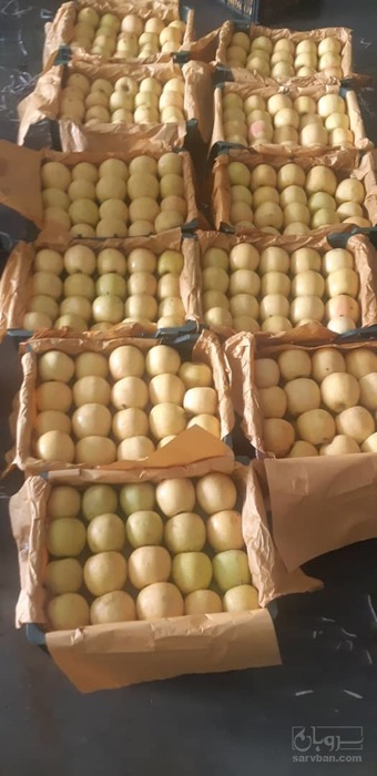 فروش سیب زرد درجه صادراتی