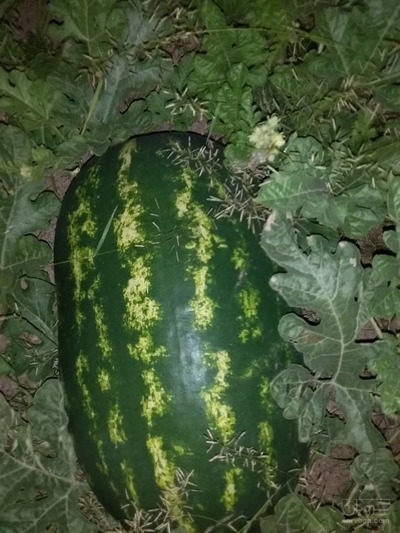 فروش هندوانه بیضی