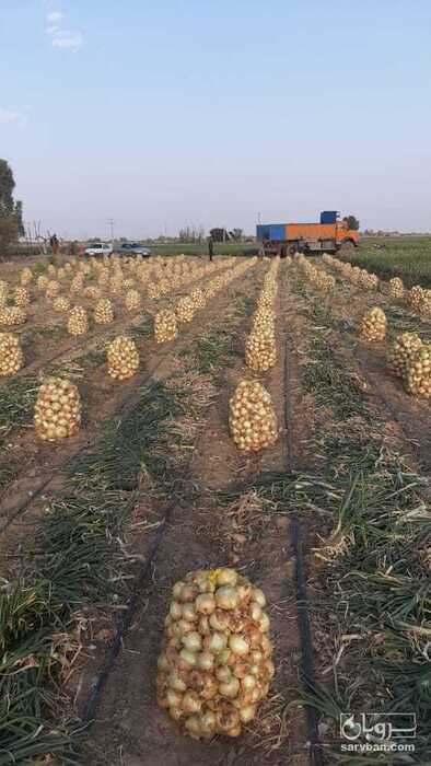 فروش پیاز طلایی