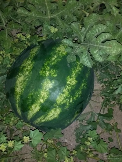 فروش هندوانه گرد میکادو