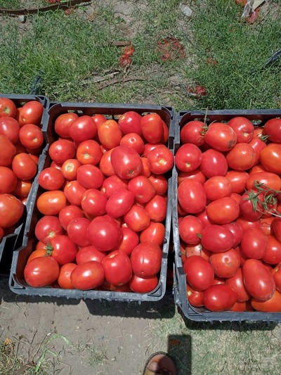 فروش گوجه فرنگی