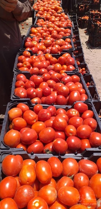 فروش گوجه فرنگی