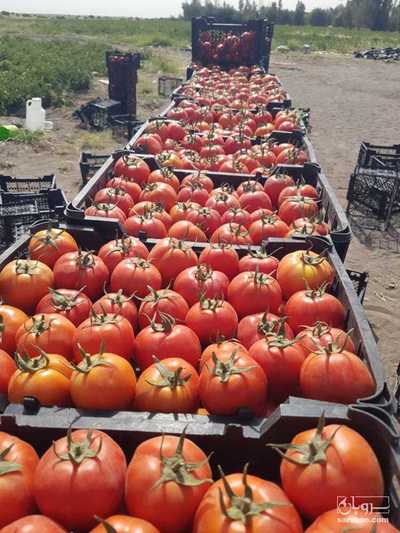 فروش گوجه فرنگی سانسید