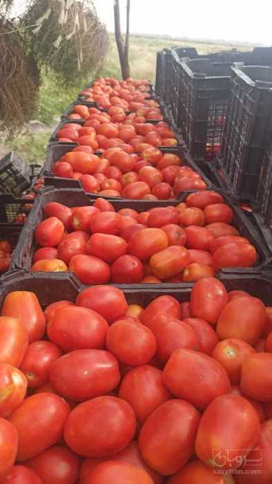 فروش گوجه فرنگی