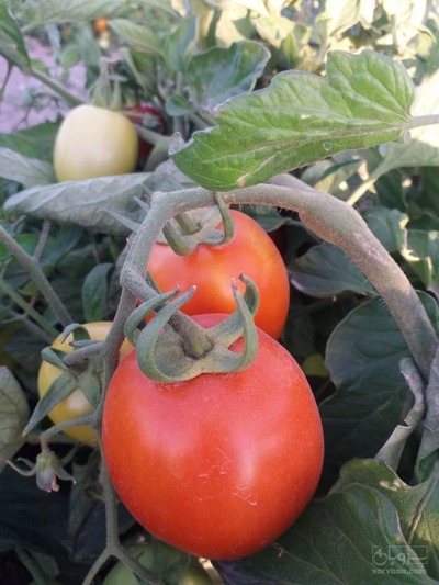 فروش گوجه فرنگی