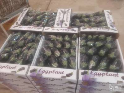 فروش بادمجان