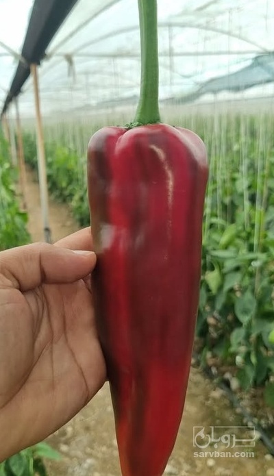 فروش فلفل کاپی قرمز