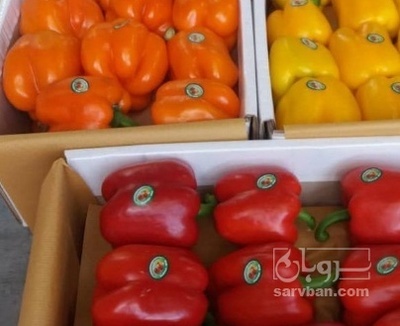 فروش فلفل دلمه ای