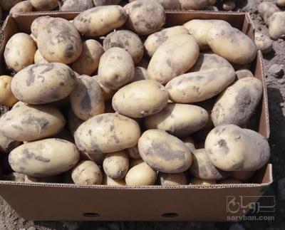 فروش سیب زمینی