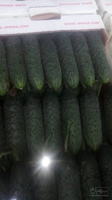 خرید خیار خاردار صادراتی