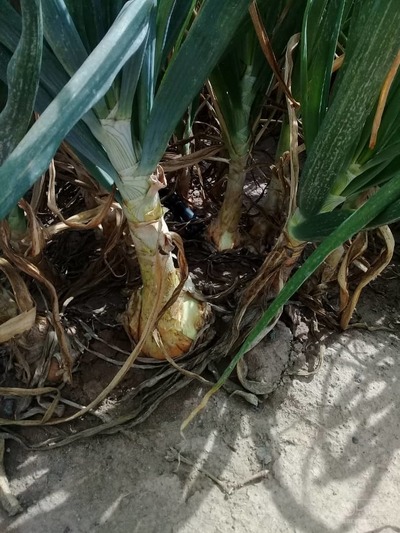 فروش پیاز زرد درجه یک