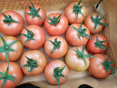 فروش گوجه فرنگی دافنیس