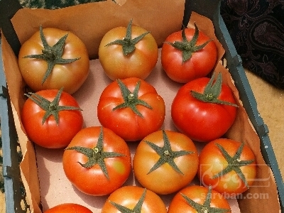 فروش گوجه فرنگی