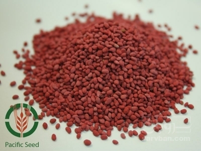 فروش بذر  یونجه