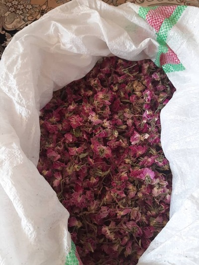 فروش گل محمدی