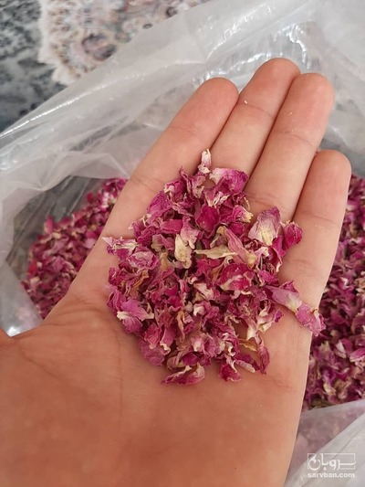 فروش گل محمدی