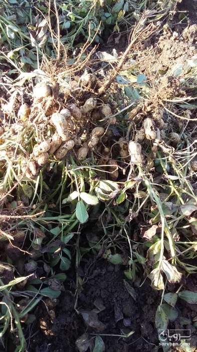 فروش بادام زمینی