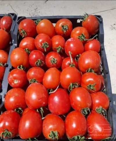 فروش گوجه فرنگی