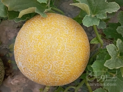 فروش دستنبو