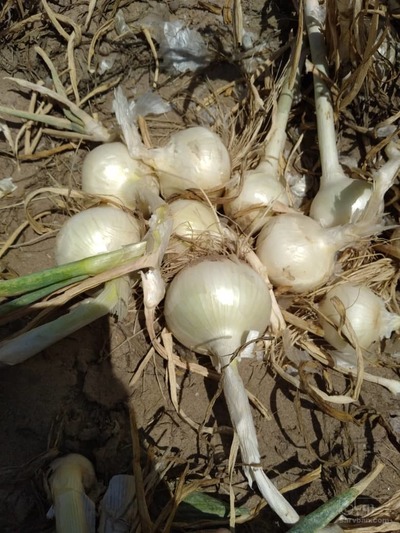 فروش پیاز سفید